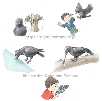 リアルタッチの動物画を描きました 5ハシボソガラスとハシブトガラス 動物 子供 キャラクターのイラストレーター中島智子