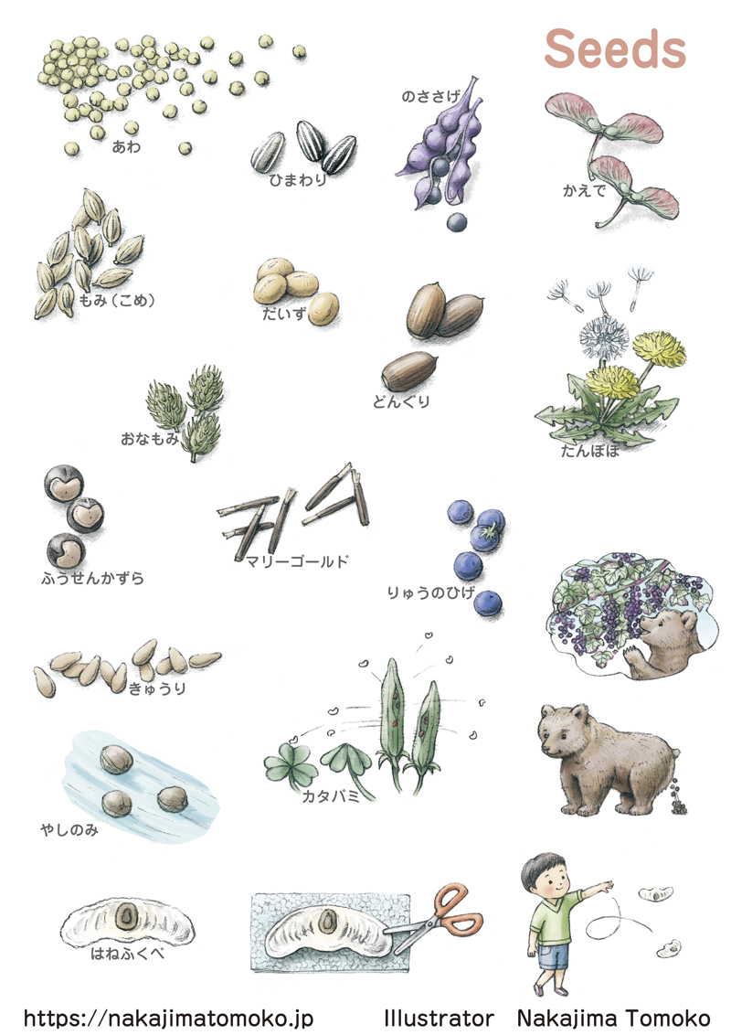 自然の美しさを感じるイラストを描きました 8タネ 動物 子供 キャラクターのイラストレーター中島智子