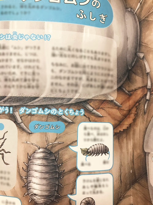 葉と虫の生態の絵を描きました 6紅葉 7ダンゴムシ 動物 子供 キャラクターのイラストレーター中島智子