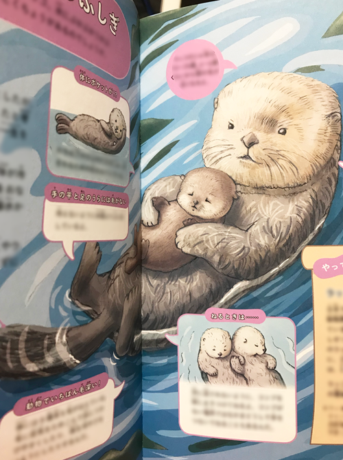 ラッコの生態の絵を描きました かわいいリアルな動物イラスト ３ラッコ 動物 子供 キャラクターのイラストレーター中島智子