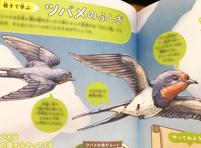 青空を飛ぶツバメのリアルでかわいい児童書の動物イラスト