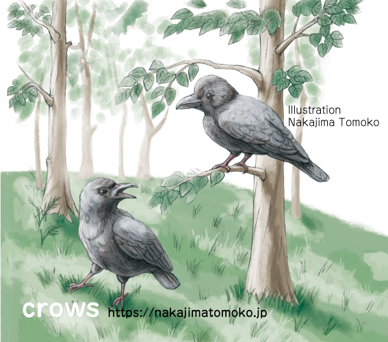 森にいるハシボソカラスとハシブトガラスのリアルでかわいい児童書の動物イラスト　
Illustration of crows in the forest