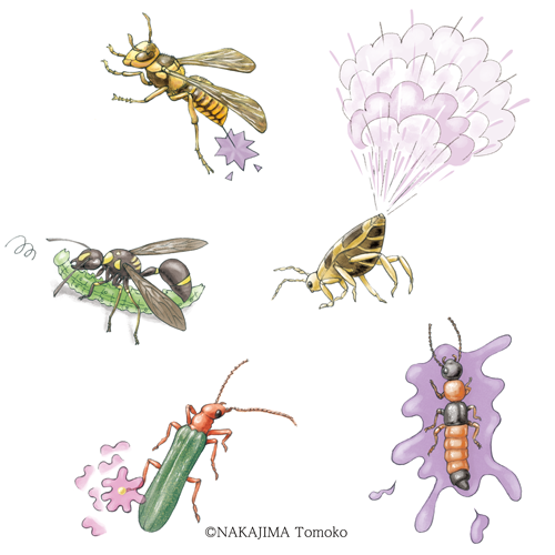 ジカバチ、キイロスズメバチ、ミイデラゴミムシ、アオバアリガタハネカクシ、アオカミキリモドキ、毒のある虫のイラスト。